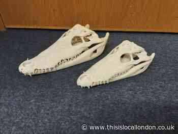 Two crocodile skulls sold online in Waltham Abbey and Southend seized by Essex police