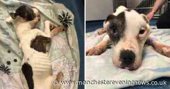 Hunt for 'callous' owner who dumped dying dog in field near Bolton