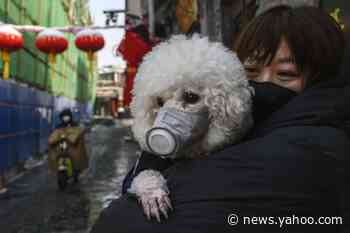 Coronavirus patient's dog tests positive for COVID-19 but still unclear if it's infected