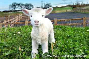Retro pets - 15 animal magic scenes from Sunderland and County Durham over the years - Sunderland Echo