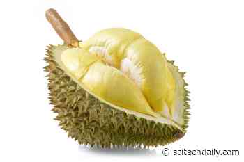 Discovering What Makes Durian Stink – “King of Fruits” Is Known for Its Pungent Odor