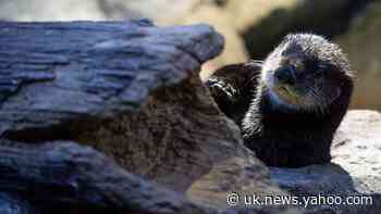In video: Rare sea otters explore their new Birmingham home