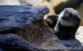 In video: Rare sea otters explore their new Birmingham home