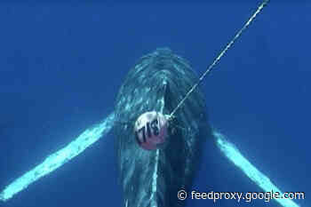 Tracking Whales by Satellite to Help Them Avoid Potentially Deadly Entanglements