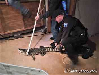 25-year-old alligator being kept as pet discovered in Ohio basement