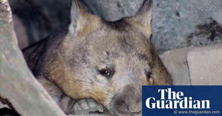 South Australia blasted for issuing permit to cull southern hairy-nosed wombat