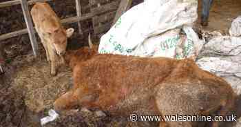 Farmer brothers who caused 'slow death' of 58 cows jailed for breaching ban on keeping animals