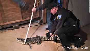 Police remove alligator from Ohio home