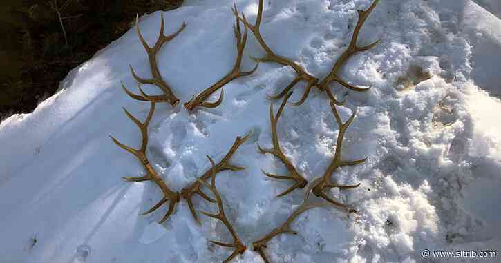 Residents offer $15,000 reward for information about elk killings. Poachers also face $40,000 in fines.