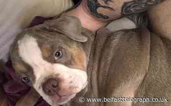 Puppy stolen during armed robbery