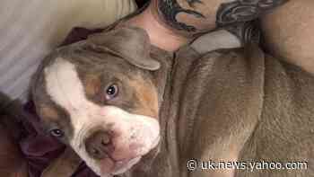 Puppy stolen during armed robbery