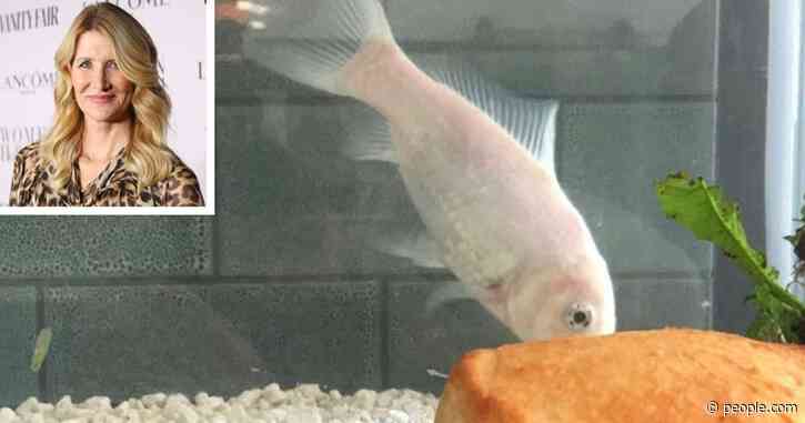 Laura Dern Mourns Loss of 'Amazing' Pet Goldfish of 14 Years