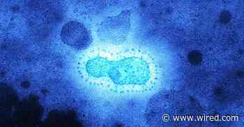 What Is the Coronavirus?