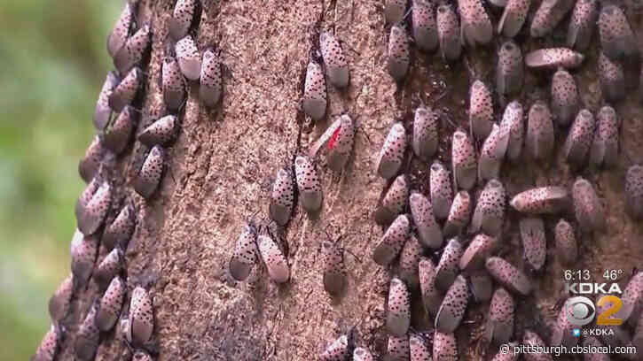Spotted Lanternfly Infestations Confirmed In Allegheny And Beaver Counties