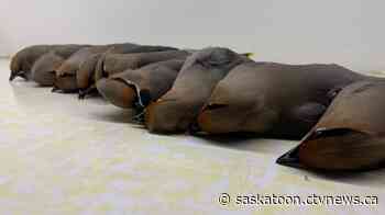 'Huge flocks' of Bohemian Waxwings at risk of window collisions in Saskatoon - CTV News