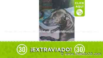 Mao se perdió en Buenos Aires ¡Ayudemos a encontrarlo! - Minuto30.com