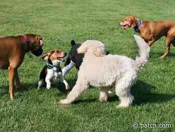 Teacher Fined; Boy, 4, Rescued In Tree; Hit-And-Run Arrest Made - Greenwich, CT Patch