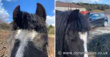 Beloved pony has its mane cut off after bizarre break-in near Alnwick