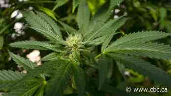 Winnipeg wants Ottawa's help in regulating medical-cannabis grow ops in residential neighbourhoods - CBC.ca