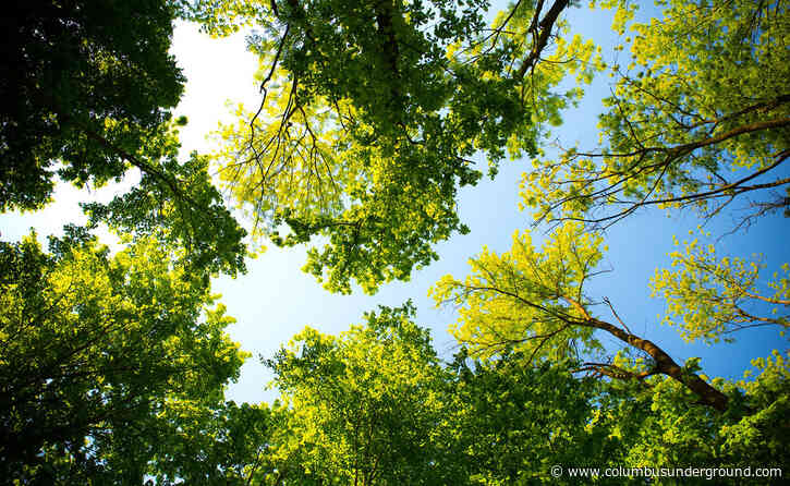 Urban Forestry Plan Needs Public Input