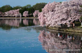 DC Cherry Blossom Peak Bloom Predicted For March 27-30