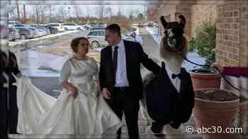 Ohio man brings llama as a guest to his sister's wedding