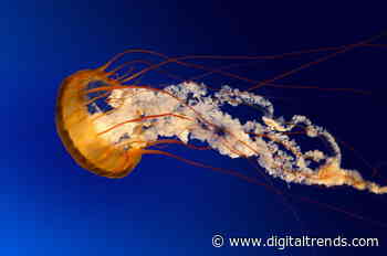 Scientists want to grow new human skin using freeze-dried jellyfish from Mexico