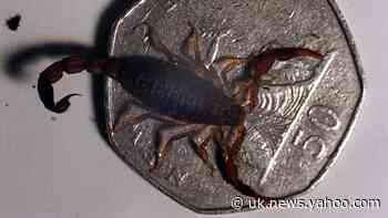 Scorpion venom hope for arthritis treatment