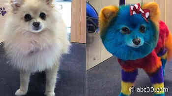 Stylish Pooch is adding swag to your dog's wag