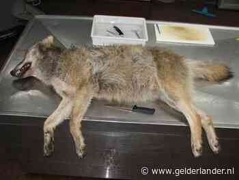 Op Veluwe doodgereden jonge wolf ‘had goed gevulde maag en was in prima conditie’