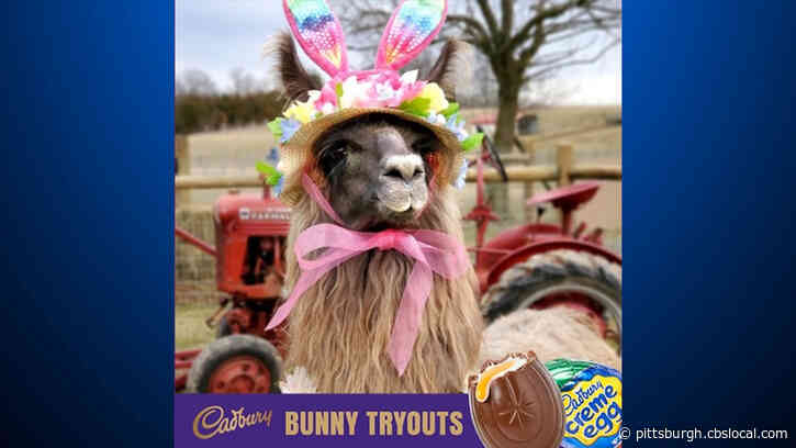 Pa. Llama In The Running To Be Cadbury Bunny