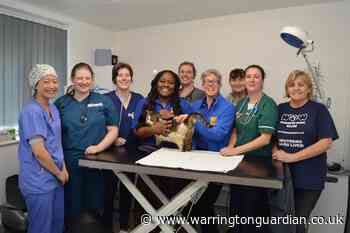 Warrington Animal Welfare neuter more than 70 cats to stop unwanted kittens - Warrington Guardian