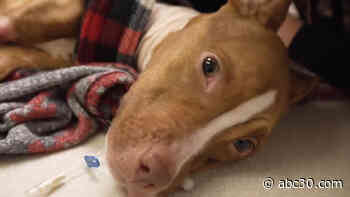 Jersey Pits Rescue gives New Jersey dogs a second chance at life
