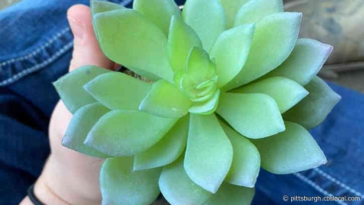 Woman Takes Diligent Care Of Plant For Two Years Before Realizing It’s Fake