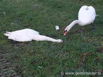 Automobilist rijdt door na doodrijden vrouwtjeszwaan, mannetje treurt
