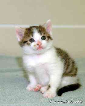 CC, the world's first cloned cat, dies in College Station