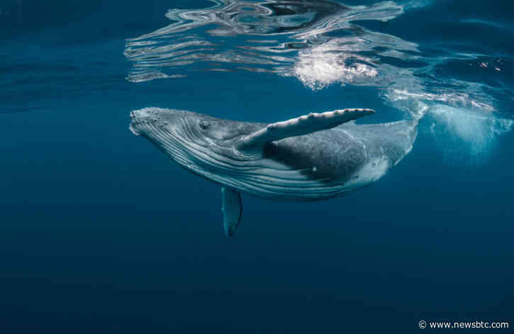 New Data Shows Whales are Accumulating Ethereum; Here’s What This Means