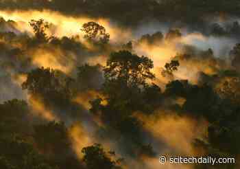 Tropical Forests’ Carbon Sink Is Rapidly Weakening – Crucial for Stabilizing Earth’s Climate