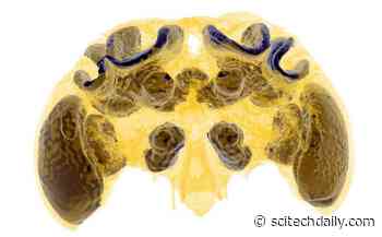 Baby Bee Brain Development Impaired by Pesticides – “Permanent and Irreversible”