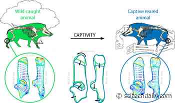 Archaeologists Discover Clues to Early Domestication in Wild Boars