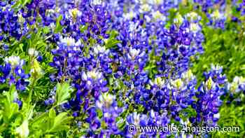 8 of the best places to see bluebonnets in the Houston area - KPRC Click2Houston