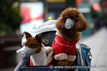 Can your pet get the coronavirus? We spoke to a Houston vet - Houston Chronicle