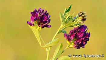 Erba medica, l'importante è partire da una buona semente - IlPiacenza