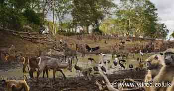 The wild experiment to bring apex predators back from the brink