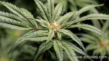 Missouri officials ripped for handling of medical pot program - STLtoday.com