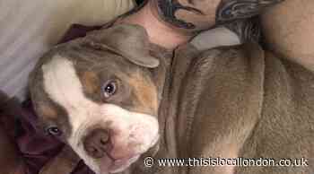 Man arrested on suspicion of robbery after Spot the puppy found wandering the street