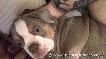 Stolen British bulldog puppy from Kent found safe in Harlow