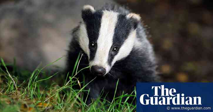 'Seismic shift’: ministers signal end of badger cull