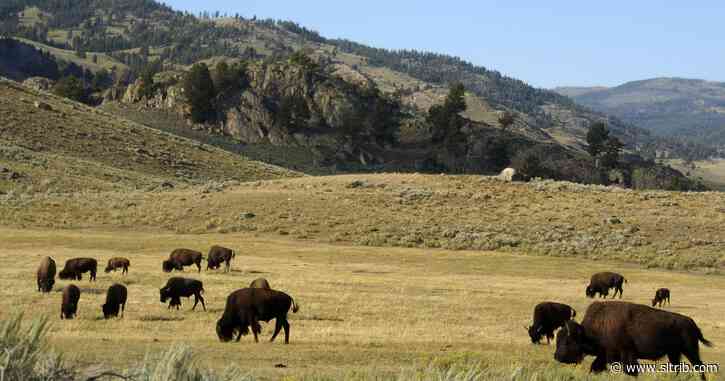 Yellowstone begins bison captures as it seeks to cull herd