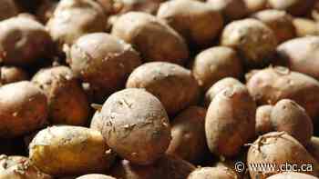 Supreme Court won't hear potato farm fight over faulty parasite tests